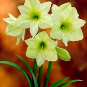 Amaryllis 'Lemon Star'