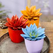 Echeveria kollektion 'Miranda'