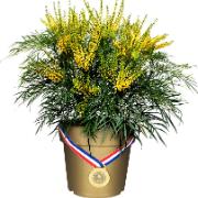 Mahonia eurybrachteata ‘Soft Caress’