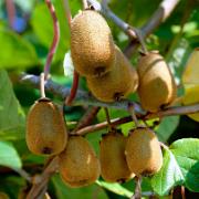 Kiwi 'Jenny'