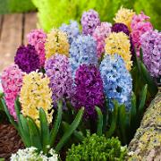 Hyacinter 'Dutch Spring' Mix