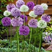 Allium 'Fantasia' Mix