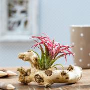 Nåltillandsia arrangemang - röd