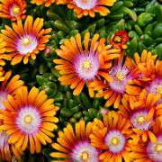 Delosperma 'Fire Spinner'®