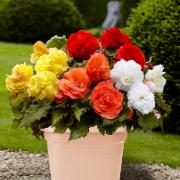 Begonior 'Superba' + Elho® terrasskruka