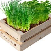 Kryddträdgård i en trälåda