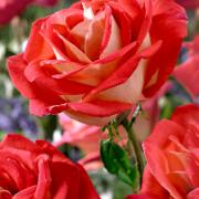 Storblomstrande Ros 'Gallivarda'