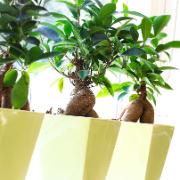 Citronfikus 'Ginseng'