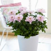 Krysantemum Chrysanne® 'Zembla Pink'