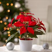 Julstjärna  Röd - konstgjord växt