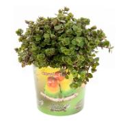 Sköldpaddstuva 'Turtle' - godis för husdjur