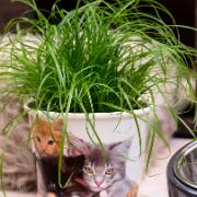 Cyperus  eller kattgräs - godis för husdjur
