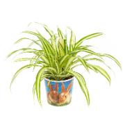 Ampellilja - godis för husdjur