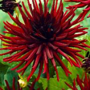 Storblomstrande Kaktusdahlia 'Nuit d'été'