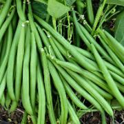 Salladsböna 'Domino'