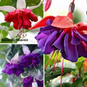 Fuchsia Giant kollektion i 3 sorter