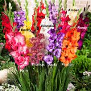 Mini-gladiol 'Glamini'®
