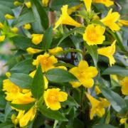 Gul Jasmin Gul Jasmin