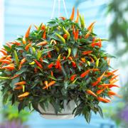 Spanskpeppar 'Sweet Cascade'®