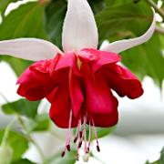 Fuchsia 'Seventh Heaven'