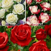 Kollektion med snittrosor i 3 sorter