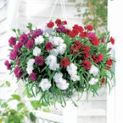 Trädgårdsnejlika 'Fontein' mix med hängkruka