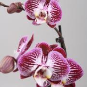 Brudorkidé 'Alice Anastasia'