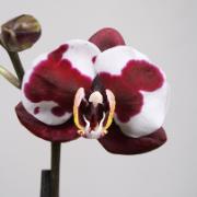 Brudorkidé 'Alice Picasso'