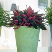 Artstone Claire blomkruka – Lime