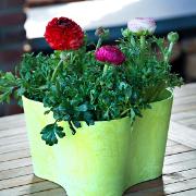 Artstone Claire triangel blomkruka – Lime