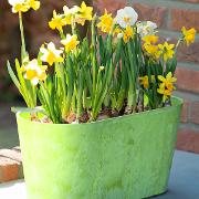 Artstone Claire balkonglåda – Lime