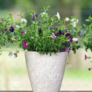 Universal Roto blomkruka - Ivor