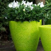 Universal Roto blomkruka – Lime