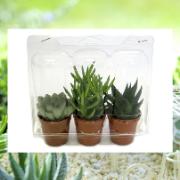 Mini-trädgård Växtkollektion 2