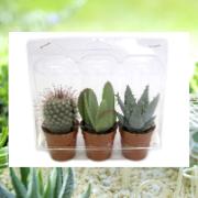 Mini-trädgård Växtkollektion 3