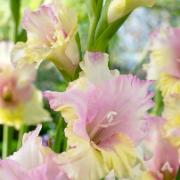 Gladioler 'Dana'