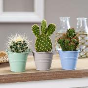 KAKTUSTRIO I PASTELLFÄRGADE ZINKHINKAR!