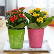 2 Kalanchoe med färgglada krukor