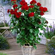 Storblomstrande 'Grand Select' ros - röd