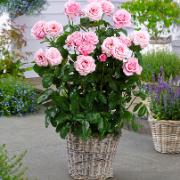 Storblomstrande 'Classic Select' ros - rosa