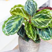 Calathea 'Medallion' - 40-45 cm