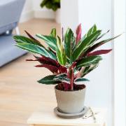 Calathea 'Triostar' 