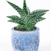 Aloe variegata