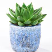 Agave-echeveria