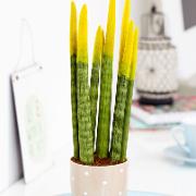 Pinnlilja ‘Velvet Touch Yellow’