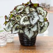 Rexbegonia 'Princess of Hanover'