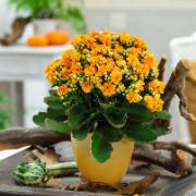 Kalanchoe Goodie® 'Orange'