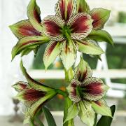 Amaryllis 'Papilio'