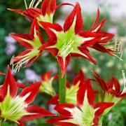 Amaryllis 'Très Chic'