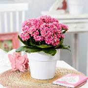 Kalanchoe Goodie® 'Pink White'